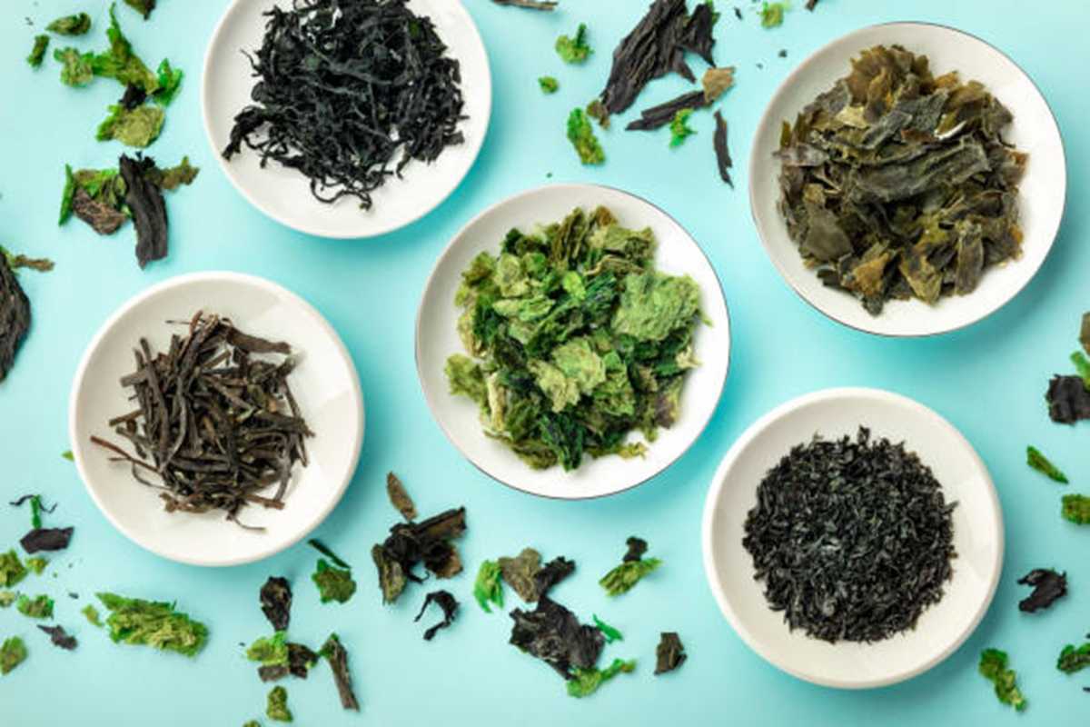 Seaweed