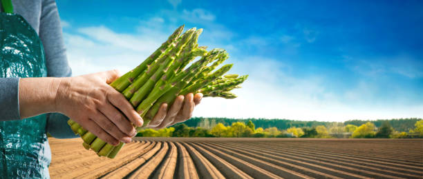 asparagus