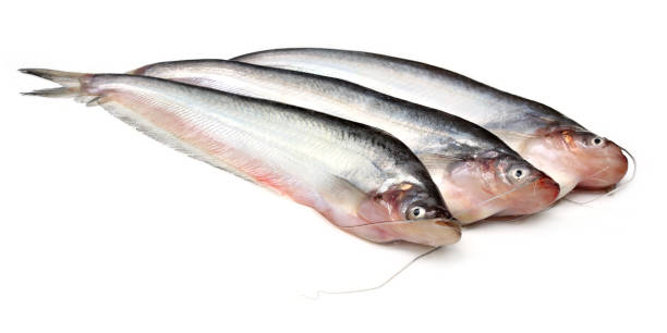 Fresh water Pabda fish of Southeast Asia