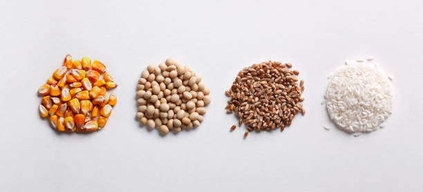The most important food crops in the world, isolated on white background.