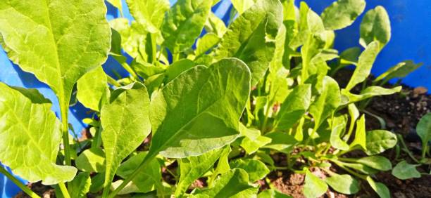 Picture of Fresh Spinach Growing in Soil Close-up