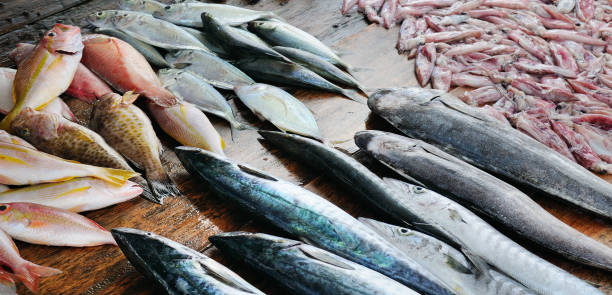 tuna