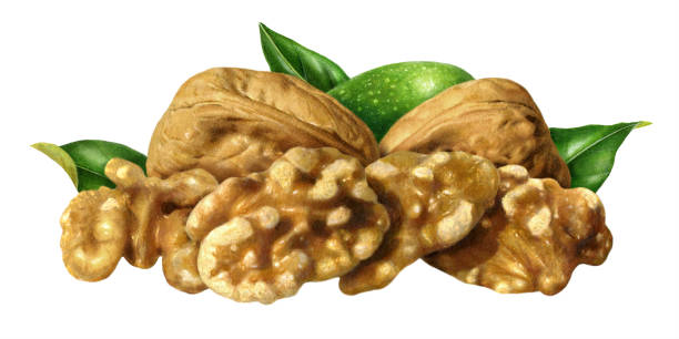 An illustration of a group of shelled and whole English walnuts and leaves.
