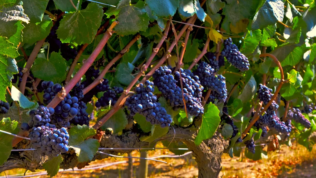 Carmen&egrave;re