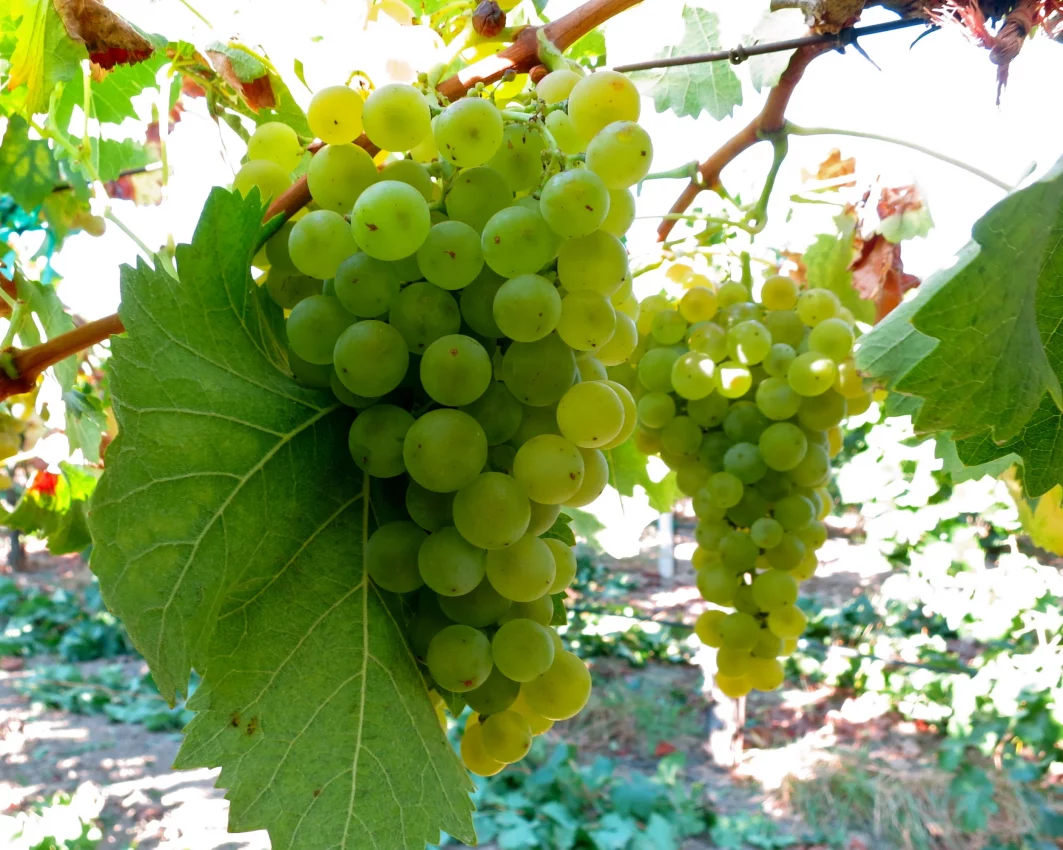Torront&eacute;s