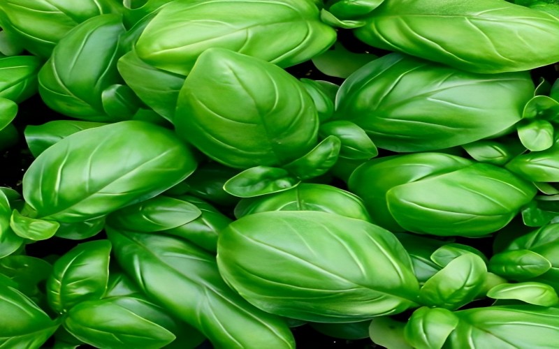 basil basil