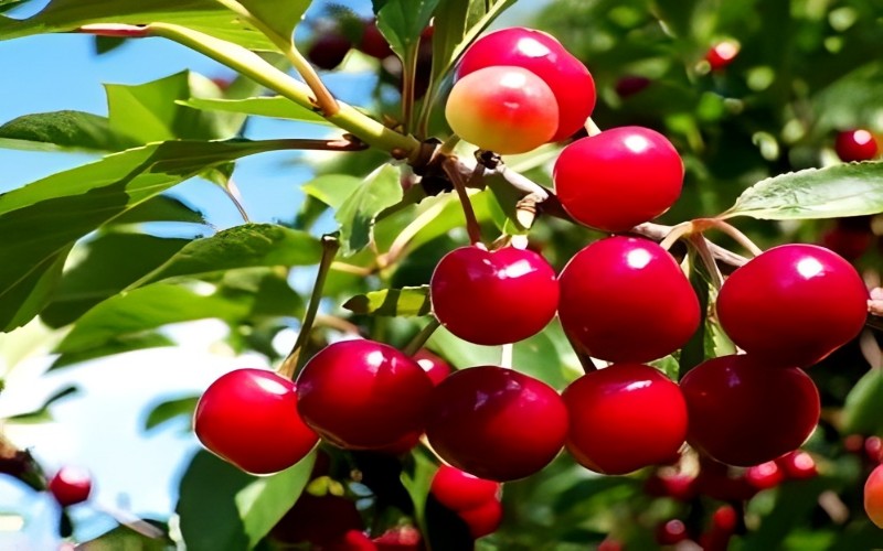 cherries