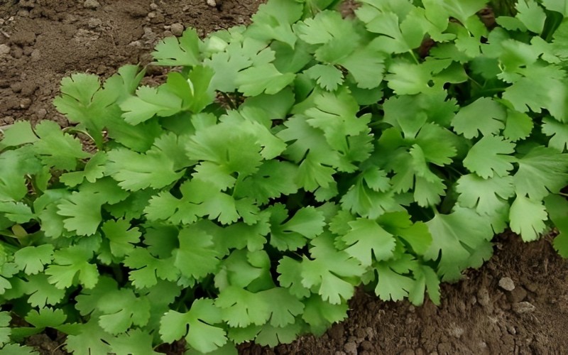 cilantro cilantro
