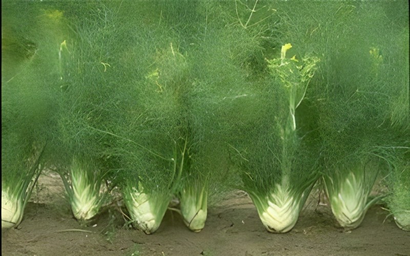 fennel fennel
