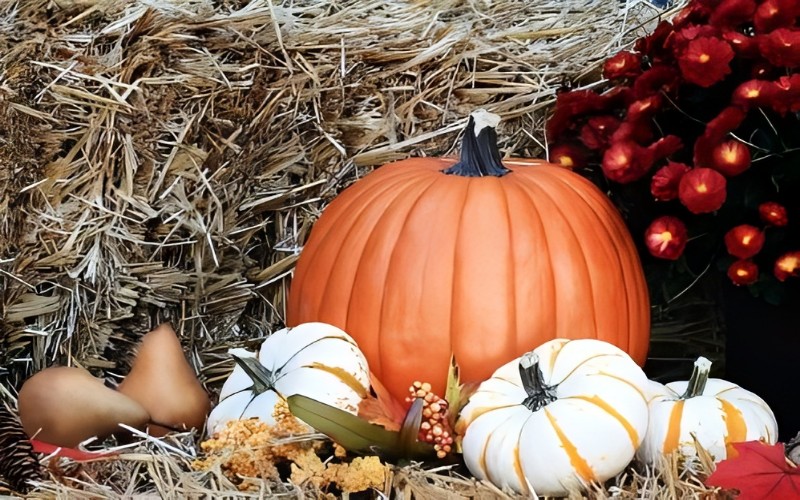 pumpkin pumpkin