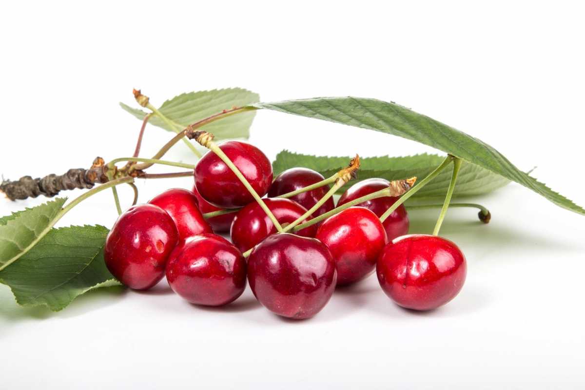 tart-cherries