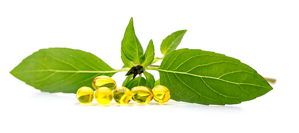 Basil softgel capsules supplement