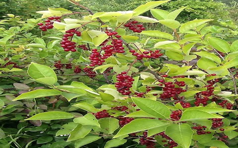 bitter-berry bitter-berry