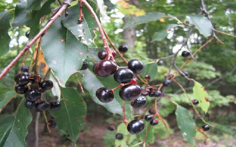 black-cherry black-cherry