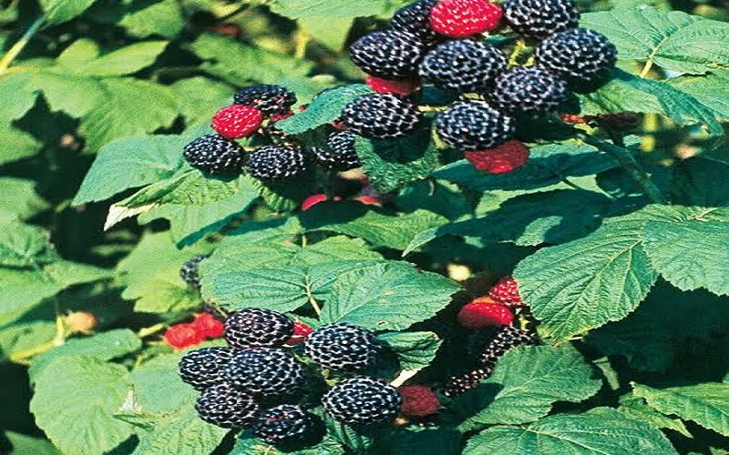 black-raspberry black-raspberry