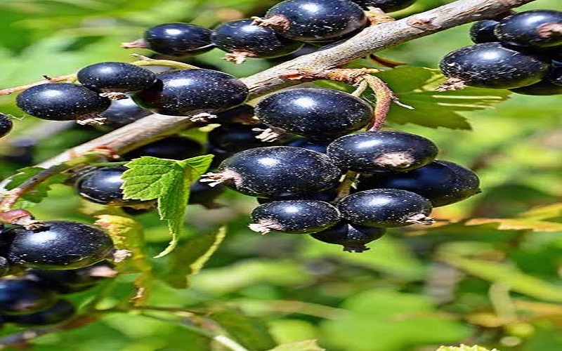 blackcurrant blackcurrant