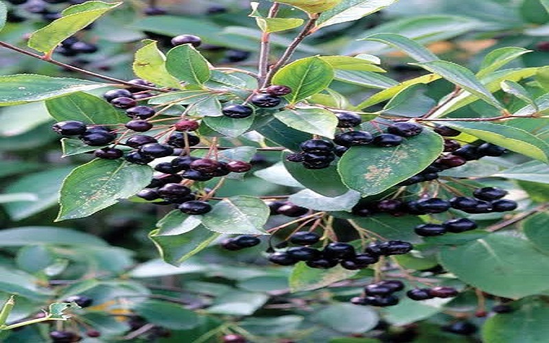 chokeberry chokeberry