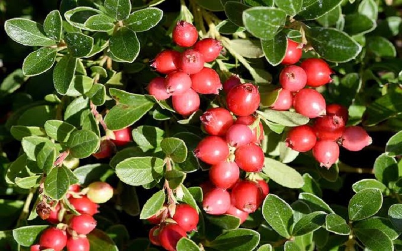 cranberry cranberry