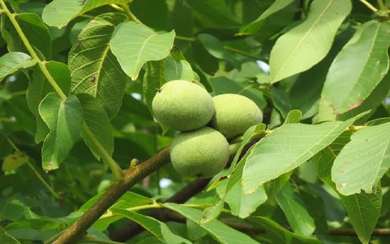english-walnut english-walnut