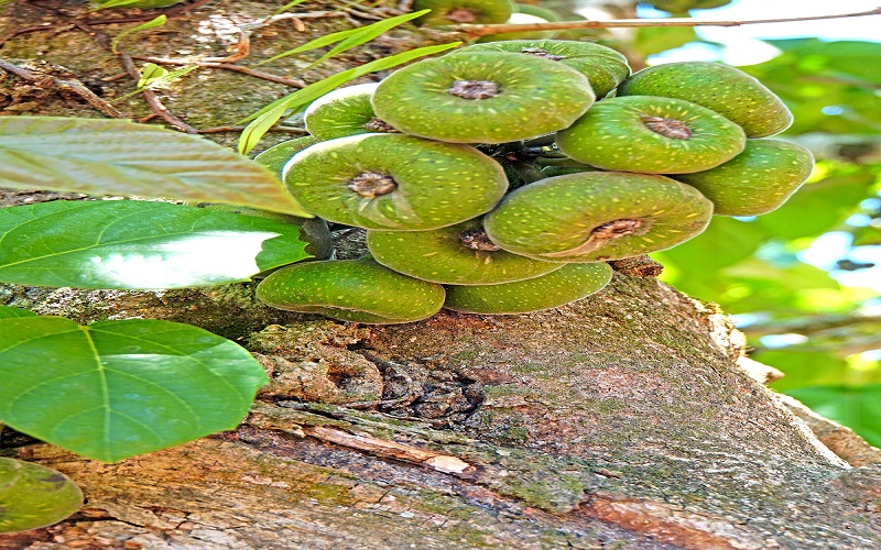 fig fig