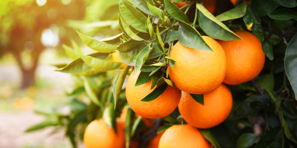 Orange garden