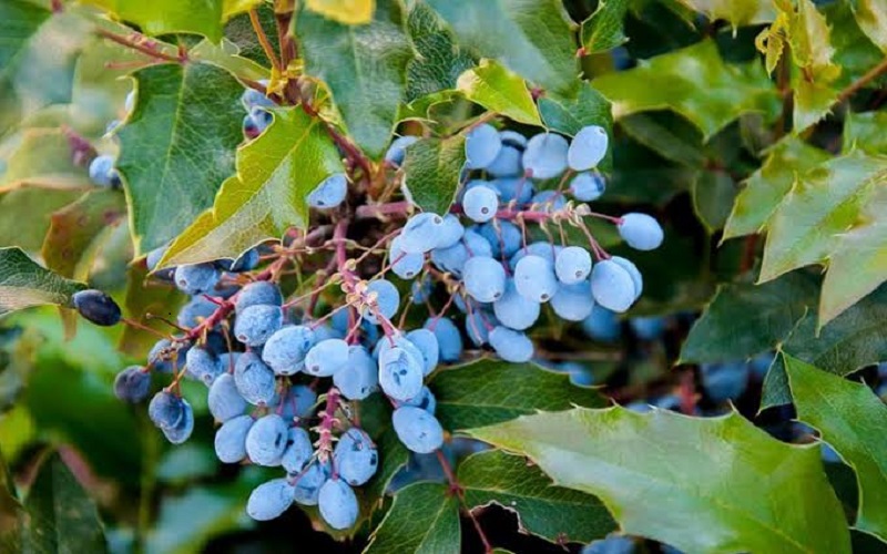 oregon-grape