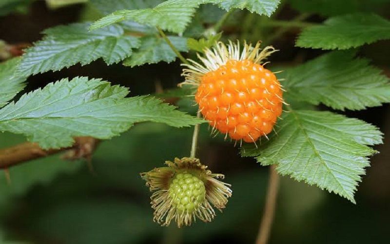 salmonberry salmonberry