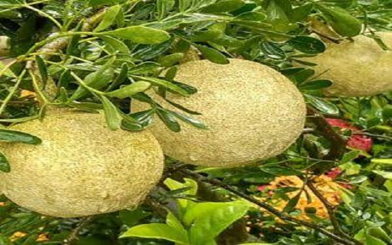 woodapple woodapple
