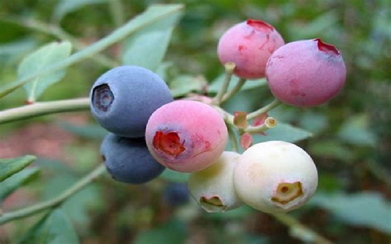blueberries