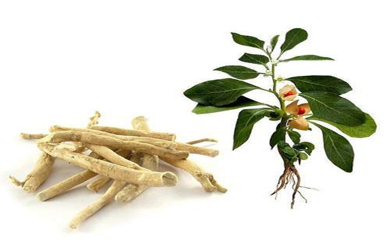 ashwagandha ashwagandha