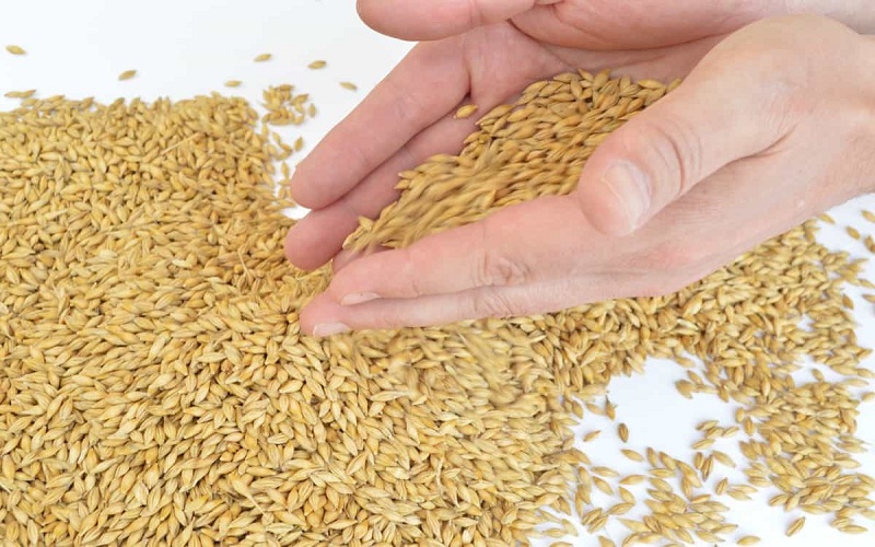 barley barley