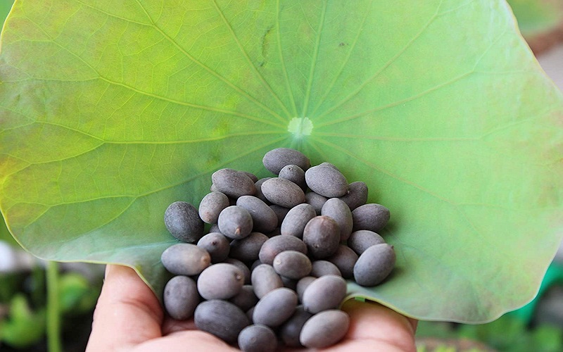 lotus-seed lotus-seed